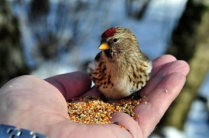 10270382_10153062860534914_5997238223522015097_n